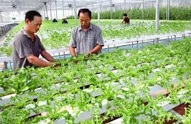 Thí điểm thành lập Trung tâm Dịch vụ nông nghiệp huyện Mê Linh thuộc UBND huyện Mê Linh trên cơ sở hợp nhất Trạm Chăn nuôi và Thú y huyện Mê Linh, Trạm Trồng trọt và Bảo vệ thực vật huyện Mê Linh và Trạm Khuyến nông huyện Mê Linh thuộc các đơn vị của Sở Nông nghiệp và Phát triển nông thôn
